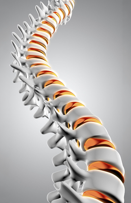 spine image